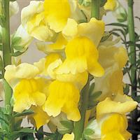 Sonnet Yellow Snapdragon