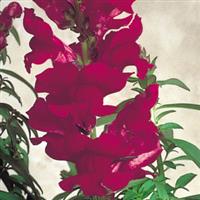Sonnet Burgundy Snapdragon