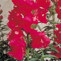Sonnet Carmine Snapdragon