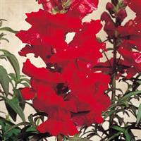 Sonnet Crimson Snapdragon