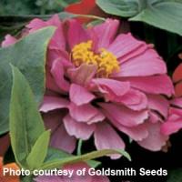 Short Stuff Coral Zinnia