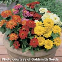 Short Stuff Mix Zinnia