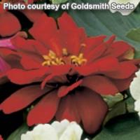 Short Stuff Deep Red Zinnia
