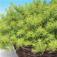Sedum rupestre Angelina