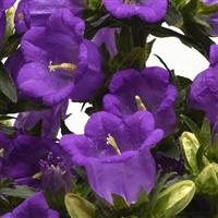 Campanella™ Blue Campanula