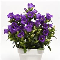 Campanella™ Blue Campanula