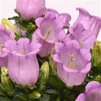 Campanella™ Lavender Campanula