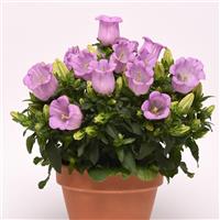 Campanella™ Lavender Campanula