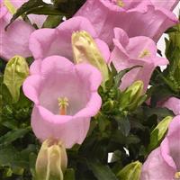 Campanella™ Pink Campanula