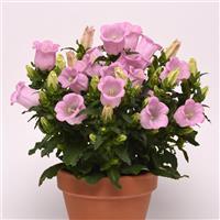 Campanella™ Pink Campanula