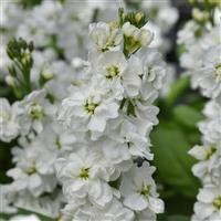 Katz Hi Double White Matthiola