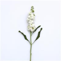 Katz Hi Double White Matthiola