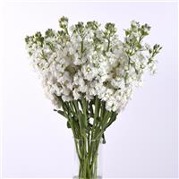 Katz Hi Double White Matthiola