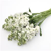 Katz Hi Double White Matthiola