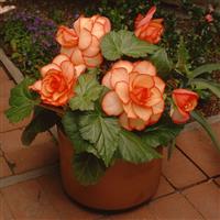 AmeriHybrid<sup>®</sup> Picotee Sunburst Tuberous Begonia