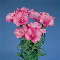 Grace Lavender Godetia