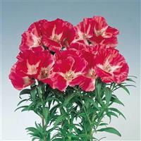 Grace Red Godetia