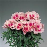 Grace Rose Pink Godetia