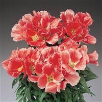 Grace Salmon Godetia