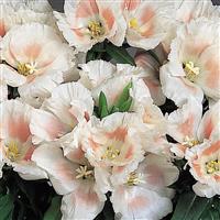 Grace Shell Pink Godetia