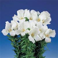 Grace White Godetia