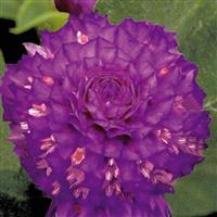 Buddy Purple Gomphrena