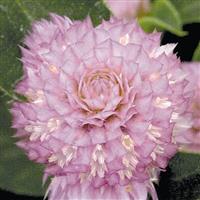 Buddy Rose Gomphrena