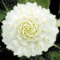 Buddy White Gomphrena