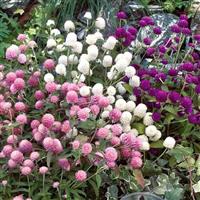 Las Vegas Mix Gomphrena