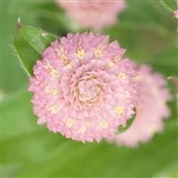 Las Vegas Pink Gomphrena
