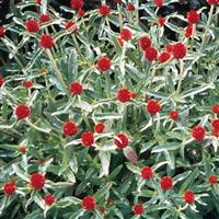 Strawberry Fields Gomphrena