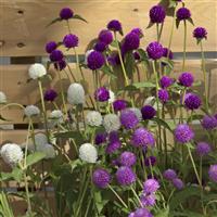 Ping Pong Mix Gomphrena