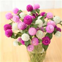 Ping Pong Mix Gomphrena