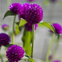 Ping Pong Purple Gomphrena