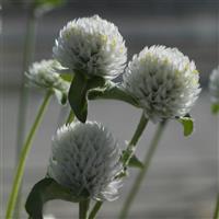 Ping Pong White Gomphrena
