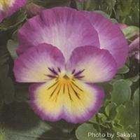 Ultima Radiance Pink Pansy