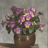 Ultima Radiance Pink Pansy