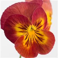 Ultima Radiance Red Pansy