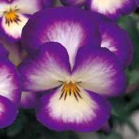 Ultima Radiance Violet Pansy