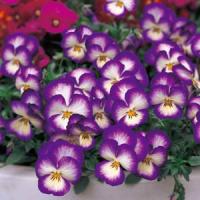 Ultima Radiance Violet Pansy