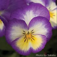 Ultima Radiance Deep Blue Pansy