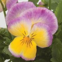 Ultima Radiance Lilac Pansy