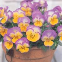 Ultima Radiance Lilac Pansy
