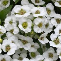 Yeti Big White Alyssum