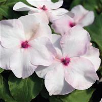 Accent Premium Bright Eye Impatiens