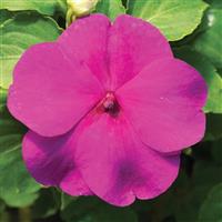 Accent Premium Lilac Impatiens