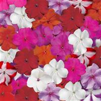 Accent Premium Mix Impatiens