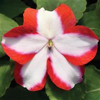 Accent Premium Orange Star Impatiens