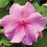 Accent Premium Pink Impatiens
