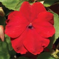Accent Premium Red Impatiens